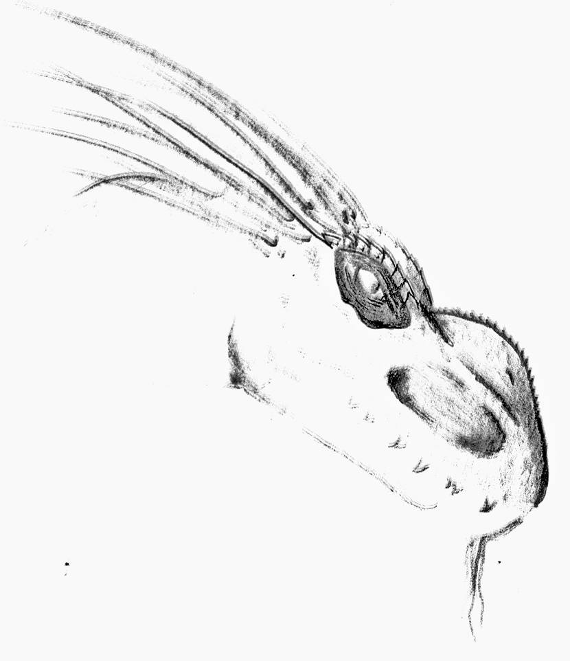 Raptor by Dragoz-frost on DeviantArt