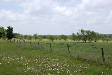 Primrose Field