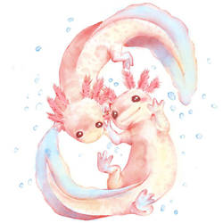 Axolotl