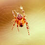 Spidergirl
