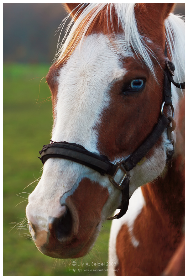 Portrait of a Horse