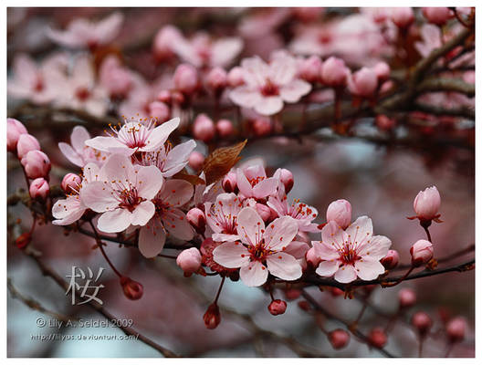 Sakura Blossoms