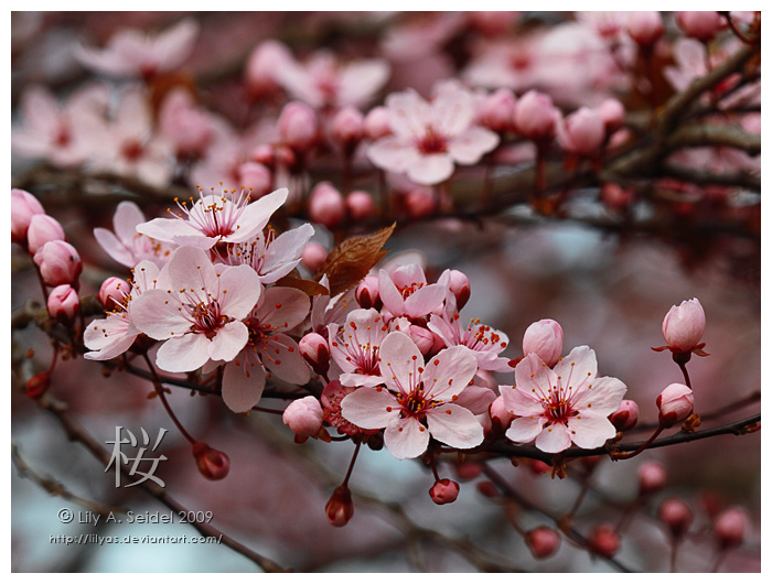 Sakura Blossoms