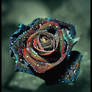 Luxury Rose Revival
