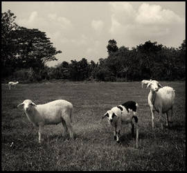 Sheeps Tale