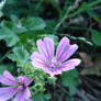 Ghost flowers