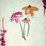 'Three Graces'