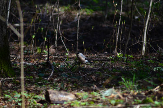 Bullfinch (Pyrrhula pyrrhula) female