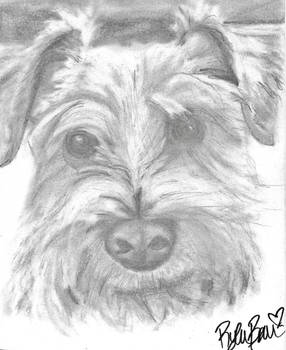 Schnauzer - Whiskered Snout