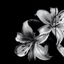 Steam Workshop - Black White Lilies