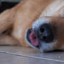 sasha dawg