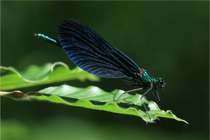 Blue dragonfly