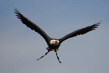 Bald eagle