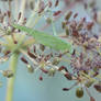 Tettigonia viridissima