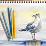 Seagull Sketch