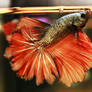 Red Cooper Feather Tail Betta male