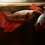 Red Cooper Feather Tail Betta male and female RT