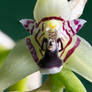 Mini Orquidea Zoom