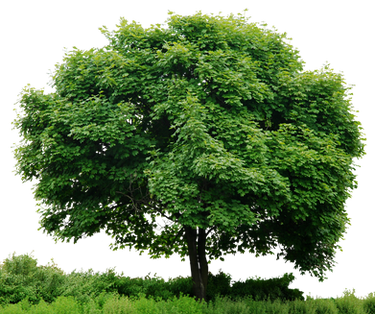 Arbol png