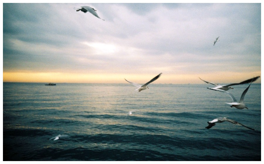 seagulls by lomo