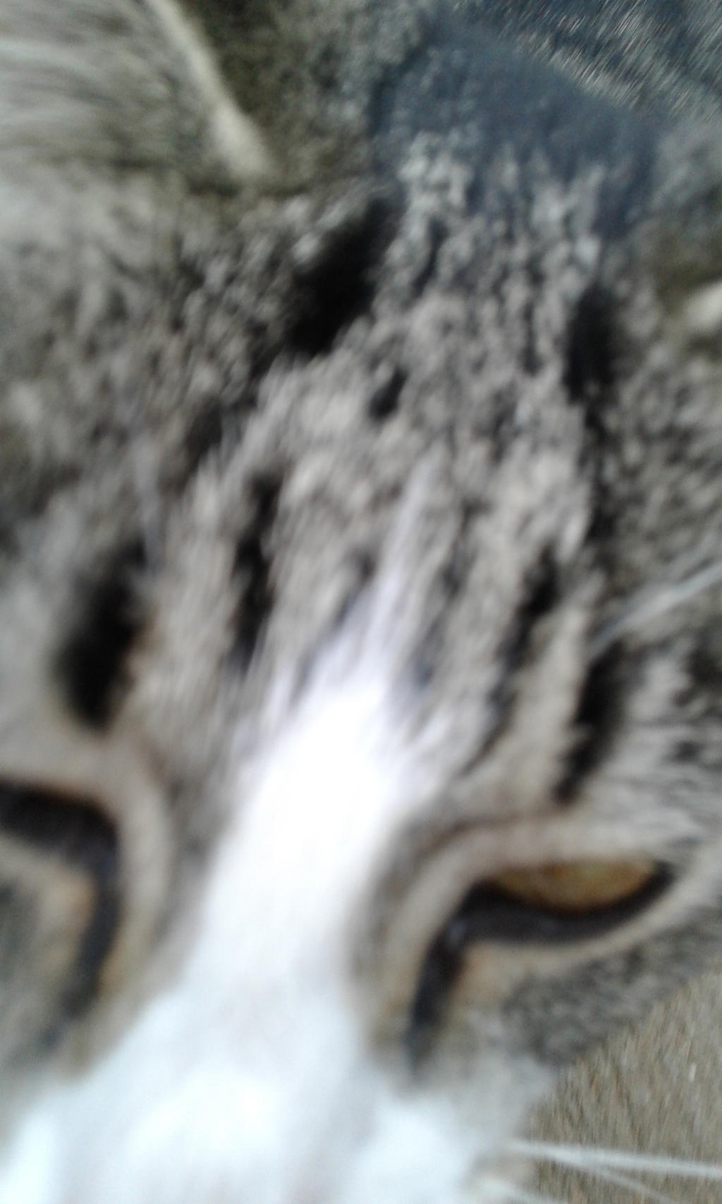 Cat close up