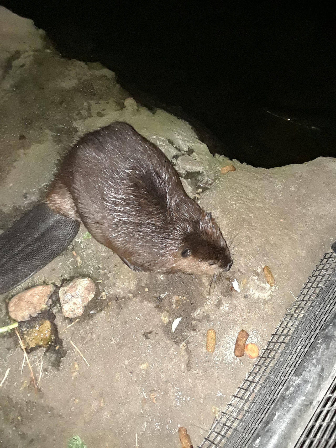beaver by Timber-wolff on DeviantArt