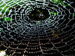 wet web by Dieffi