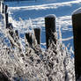 the snowy fence