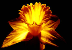 missing spring and sunlight