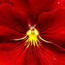 red flower pansy