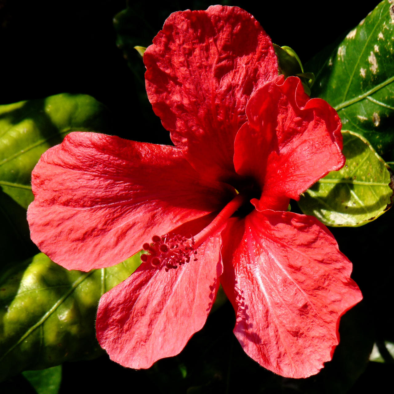 red flower hibiscus