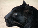 big black cat by Dieffi