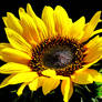 Vicki's Sunflower