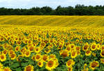 sunflowers for ever by Dieffi