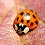 autumnal ladybug