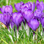 more crocuses