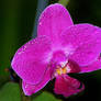 A orchid for Nataly