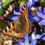 butterfly on blue stars