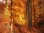 golden forest by Dieffi