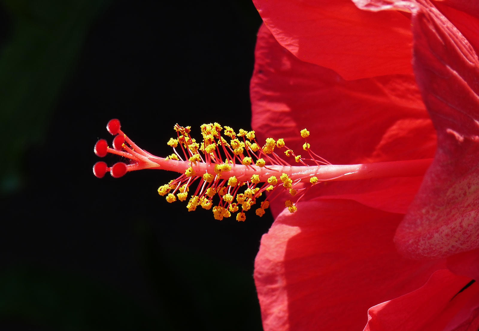 red hibiskus