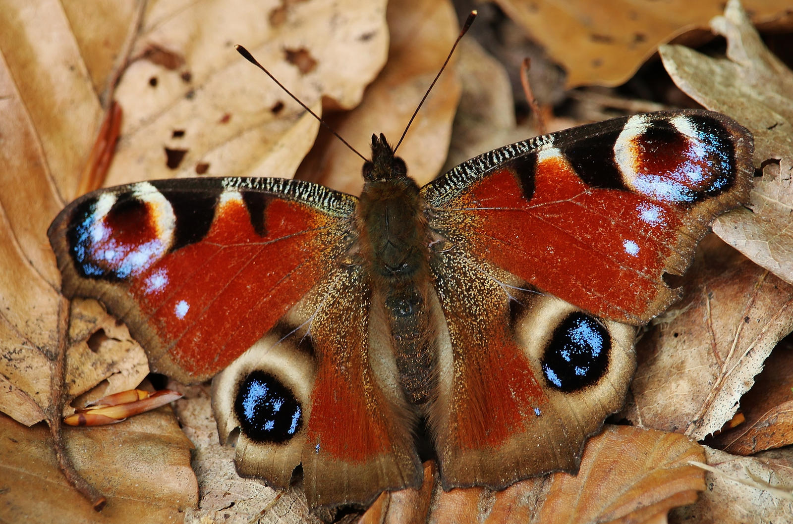 spring butterfly