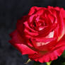A rose for Heike