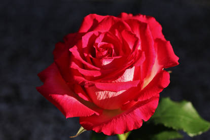 A rose for Heike