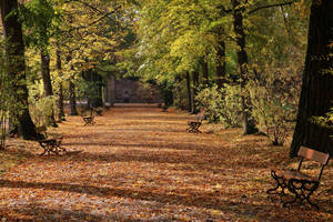 melancholy of autumn