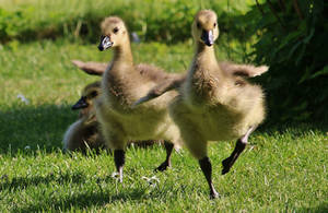 THE CHICKEN RACE