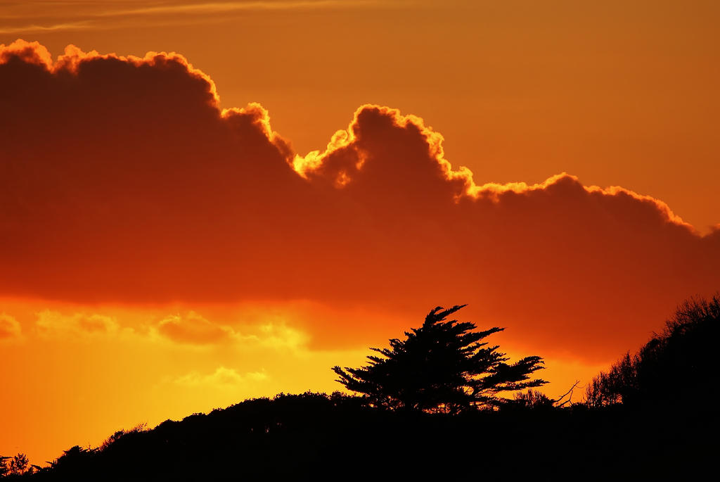 Tree in orange by Dieffi Tree in orange by Dieffi