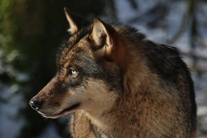 portrait of a wolf