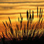 BEACH GRASS
