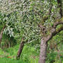 old apple trees