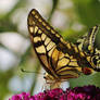 Daily butterfly 1